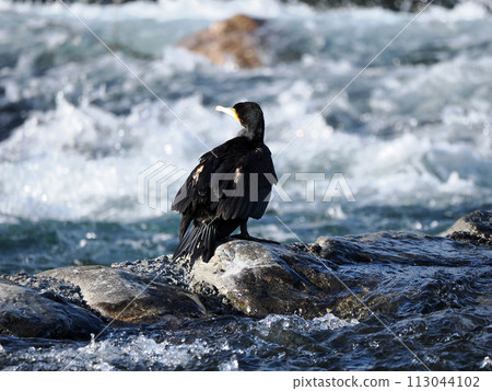 鸕鶿和清流錦川 113044102