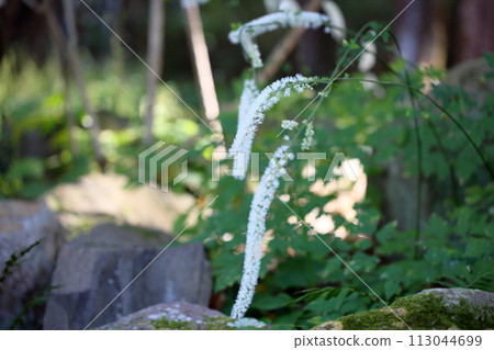 Sarashina Shuma Flower Sarashina Shuma Flower 113044699