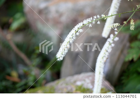 Sarashina Shuma Flower Sarashina Shuma Flower 113044701