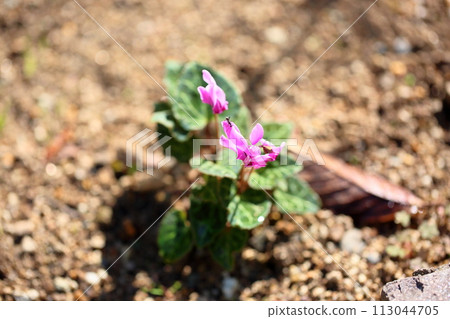 仙客來鮮花 仙客來鮮花 113044705