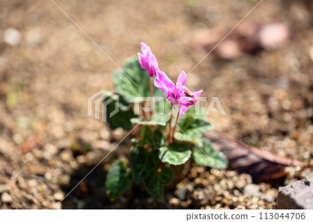 仙客來鮮花 113044706