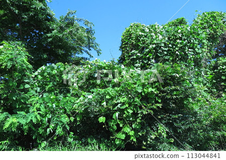 葛藤覆蓋的灌木林 113044841