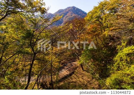 Autumn in Annaka, Gunma Prefecture: Autumn leaves on the Abt Road 113044872