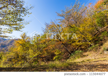 群馬縣安中市的秋天 - 紅葉的 Abt 路 113044877