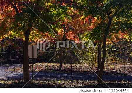 群馬縣安中市的秋天 - 紅葉的 Abt 路 群馬縣安中市的秋天 - 紅葉的 Abt 路 113044884
