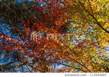 群馬縣安中市的秋天 - 紅葉的 Abt 路 群馬縣安中市的秋天 - 紅葉的 Abt 路 113044885