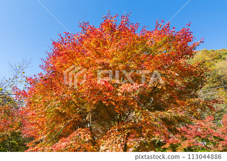 群馬縣安中市的秋天 - 紅葉的 Abt 路 群馬縣安中市的秋天 - 紅葉的 Abt 路 113044886