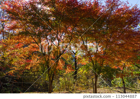 群馬縣安中市的秋天 - 紅葉的 Abt 路 群馬縣安中市的秋天 - 紅葉的 Abt 路 113044887