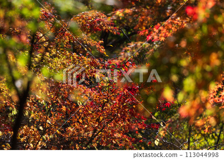 群馬縣安中市的秋天 - 紅葉的 Abt 路 113044998