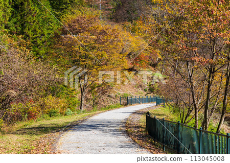 Autumn in Annaka, Gunma Prefecture: Autumn leaves on the Abt Road Autumn in Annaka, Gunma Prefecture: Autumn leaves on the Abt Road 113045008