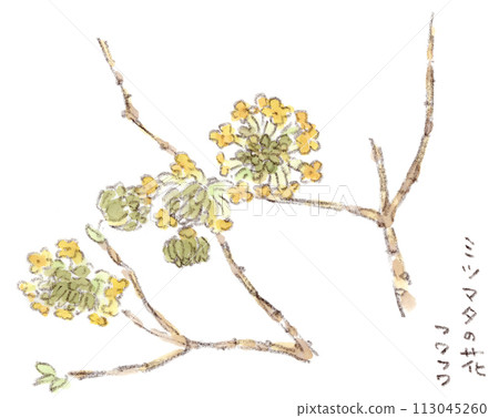 早春植物、黃色天鵝絨花瓣、獨特形狀的三俁花水彩畫 早春植物、黃色天鵝絨花瓣、獨特形狀的三俁花水彩畫 113045260