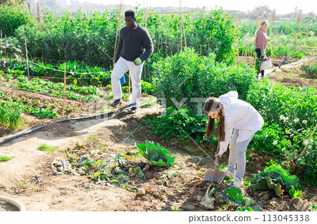 Teenage girl digs the ground with a shovel in vegetable garden Teenage girl digs the ground with a shovel in vegetable garden 113045338