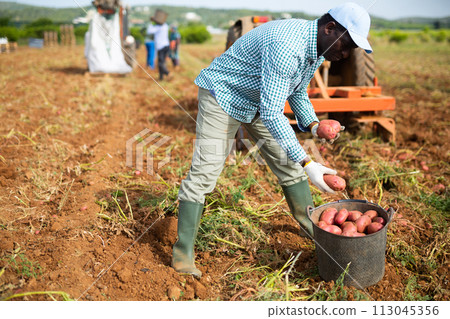 African american farm worker picking potato tubers into bucket in field 113045356