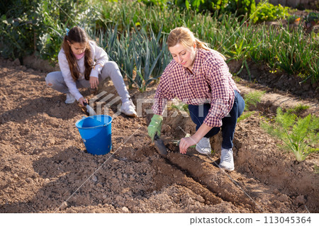woman gardener and little girl planting seedlings woman gardener and little girl planting seedlings 113045364