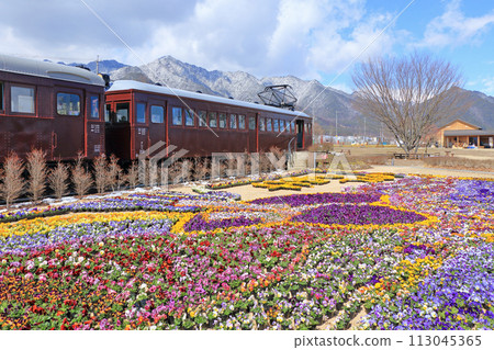 Pansy flowers in early spring at Azumino Chihiro Park 113045365