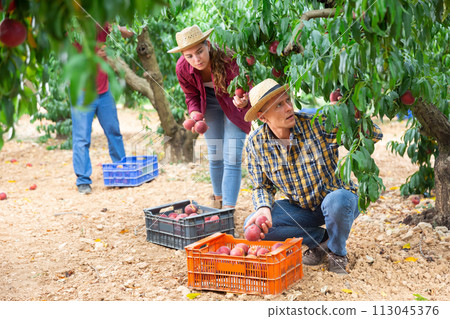 Man and woman harvest peaches in orchard Man and woman harvest peaches in orchard 113045376