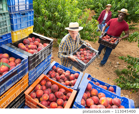 Three workers have harvested peaches 113045400