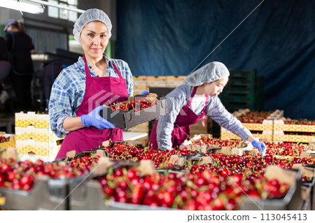 Asian woman controlling quality of cherry at warehouse Asian woman controlling quality of cherry at warehouse 113045413