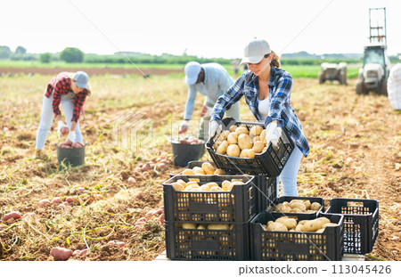 Cheerful woman gardener stacking crates with potato crop Cheerful woman gardener stacking crates with potato crop 113045426