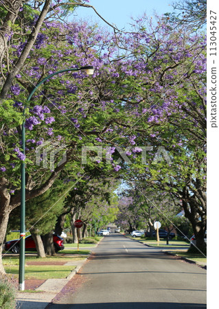 A road lined with beautiful blue-purple jagaranda trees A road lined with beautiful blue-purple jagaranda trees 113045427