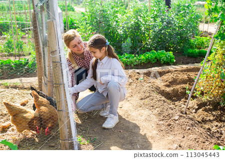 Young woman with a teenage girl squatting near a chicken coop, feeding the hens Young woman with a teenage girl squatting near a chicken coop, feeding the hens 113045443