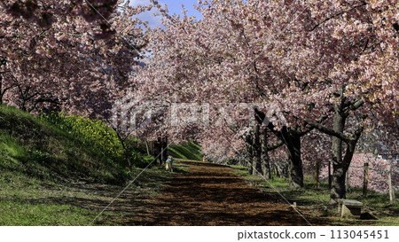 Kawazu cherry tree blooming path Kawazu cherry tree blooming path 113045451