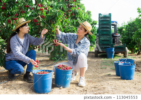 Women picking cherry near tractor Women picking cherry near tractor 113045553