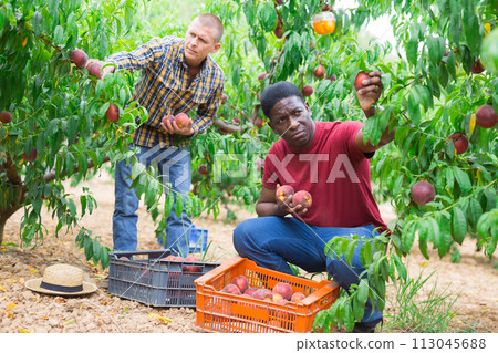 Two workers harvest peaches together in an orchard Two workers harvest peaches together in an orchard 113045688