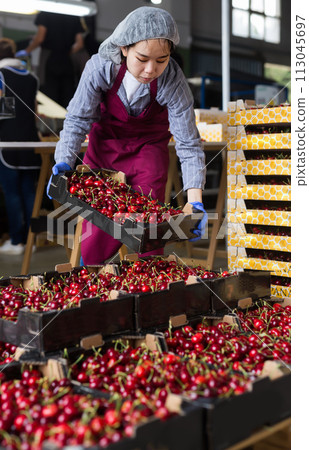 Asian woman controlling quality of cherry at warehouse 113045697