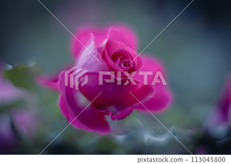 美麗的粉紅玫瑰 113045800