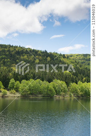 新鮮的綠色森林和湖泊 新鮮的綠色森林和湖泊 113046019