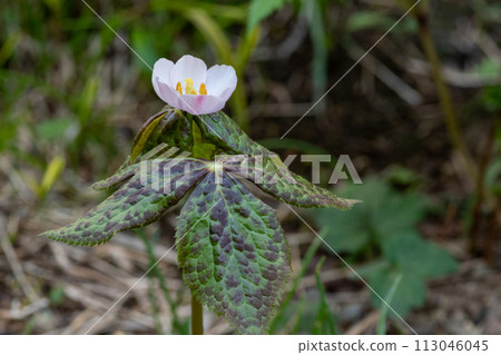 Himalayan peppermint in full bloom 113046045