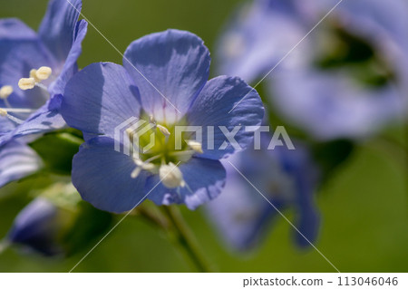 Pretty purple flower, Jacob's ladder 113046046