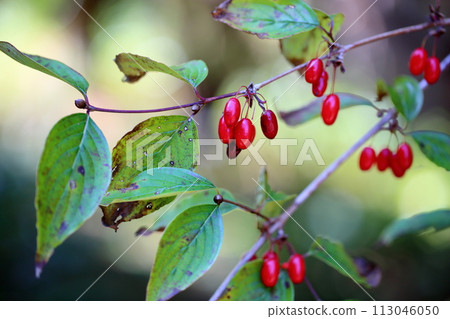 山茱萸果實秋季珊瑚 山茱萸果實秋季珊瑚 113046050