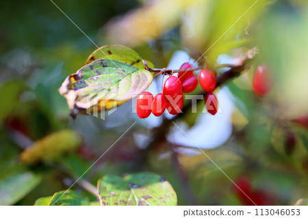 山茱萸果實秋季珊瑚 113046053