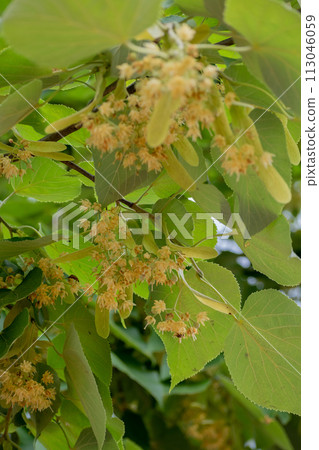 Tilia maximowicz flower Tilia maximowicz flower 113046059
