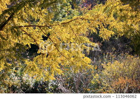 Shining metasequoia leaves yellow leaves Shining metasequoia leaves yellow leaves 113046062