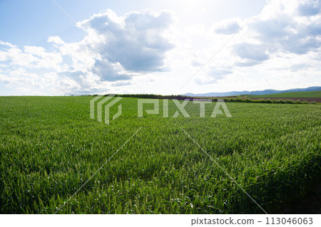 Green wheat field in early summer Green wheat field in early summer 113046063