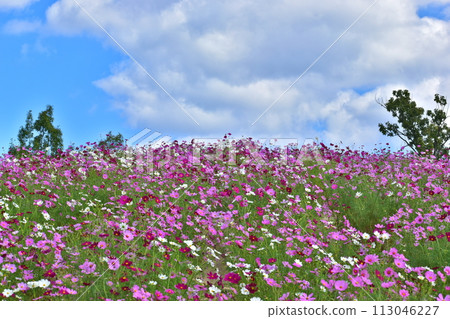 香川波斯菊秋季櫻花滿濃公園 113046227