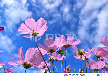 Cosmos Hiroshima Bihoku Hillside Park National Bihoku Hillside Park 113046413
