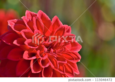 Hiroshima Dahlia Sera Kogen Farm 113046472