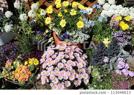 Spring flower group planting & group pot Spring flower group planting & group pot 113046613