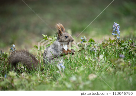 Hokkaido squirrels playing in the spring forest Hokkaido squirrels playing in the spring forest 113046790