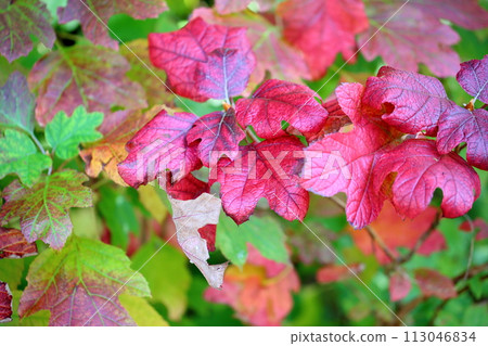 Autumn leaves, vivid Kashiwaba hydrangea leaves Autumn leaves, vivid Kashiwaba hydrangea leaves 113046834