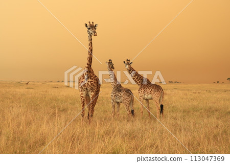 長頸鹿家庭與孩子擁抱 113047369