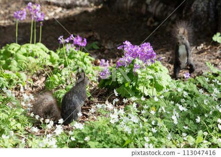 一隻松鼠在野花森林裡玩耍 113047416