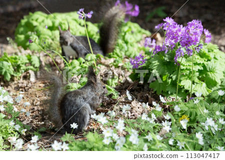 一隻松鼠在野花森林裡玩耍 113047417