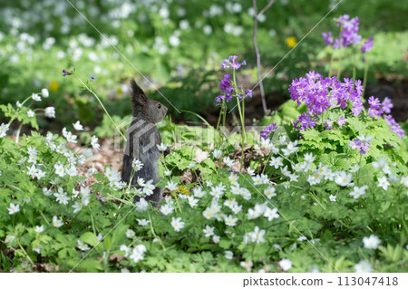 一隻松鼠在野花森林裡玩耍 113047418