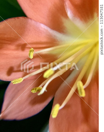 君子蘭花特寫 君子蘭花特寫 113047581