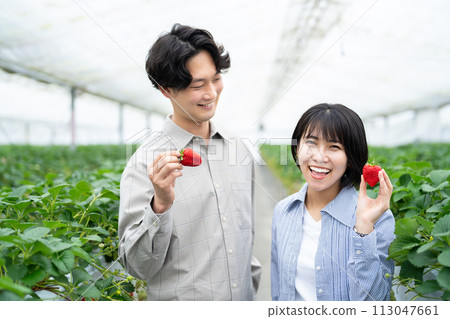 享受草莓採摘樂趣的年輕男女 享受草莓採摘樂趣的年輕男女 113047661